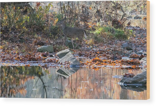 Wildlife Wood Print featuring the photograph Morning in the Woods by Paul Ross