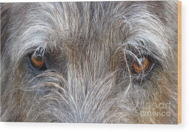 Dog Wood Print featuring the photograph Murphys Gaze by Deborah Johnson