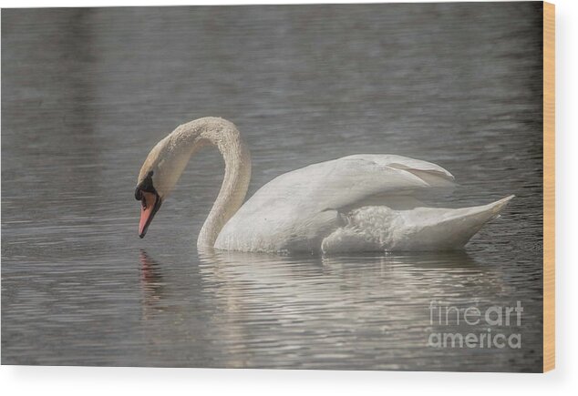 Mute Swan Wood Print featuring the photograph Mute Swan by David Bearden