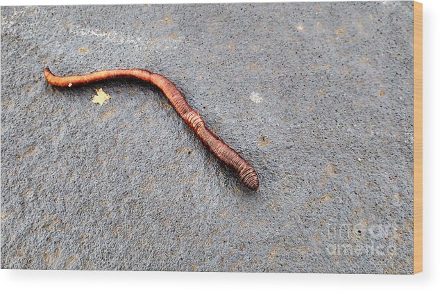Bronze Wood Print featuring the photograph Naturally Bronzed Earthworm by Robert Knight