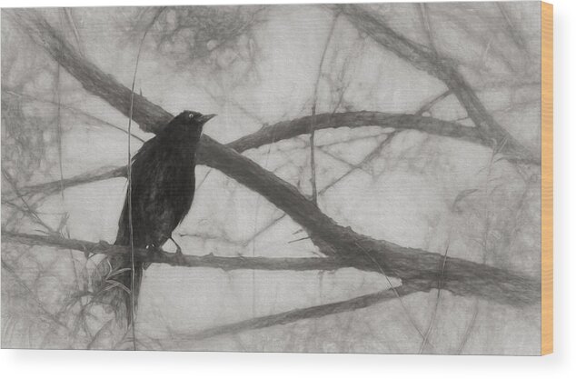 Brewer Blackbird Wood Print featuring the photograph Nevermore by Melinda Wolverson