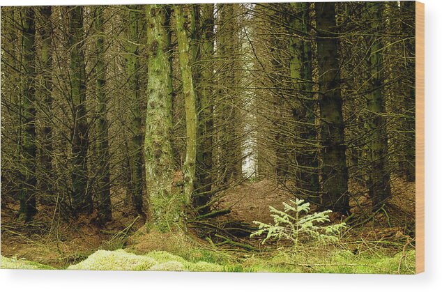 Fur Tree Wood Print featuring the photograph Newcomer by Elena Perelman