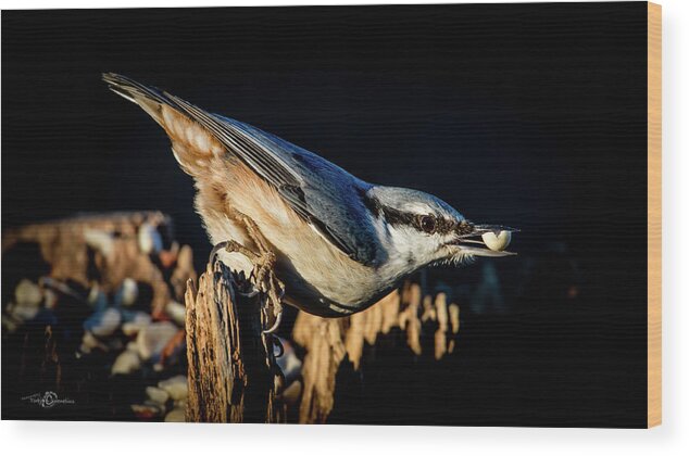 Nuthatch's Nut Wood Print featuring the photograph Nuthatch with a nut in the beak by Torbjorn Swenelius