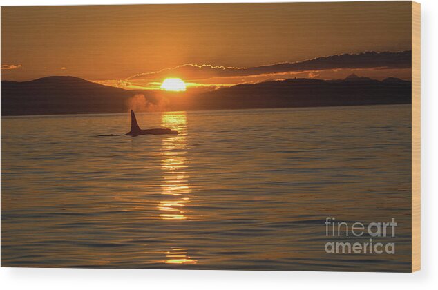 Orcas Wood Print featuring the photograph Orca Sunset by John Greco