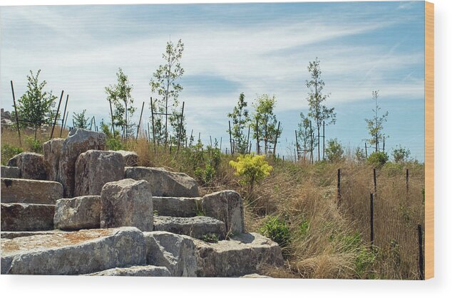 Outlook Hill Governors Island Wood Print featuring the photograph Outlook Hill, Governors Island by Sandy Taylor