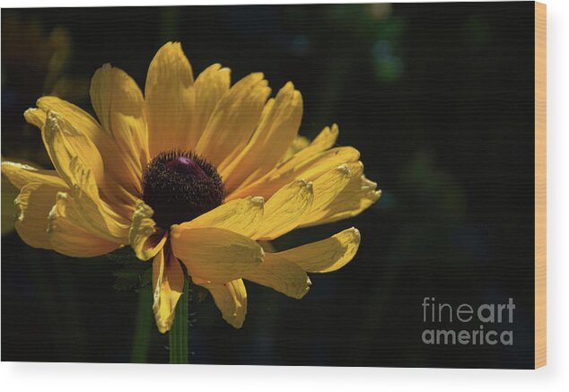 Black-eyed Wood Print featuring the photograph Ox Eye Susan by Diana Mary Sharpton