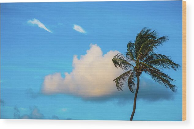 Florida Wood Print featuring the photograph Palm Cloud Delray Beach Florida by Lawrence S Richardson Jr