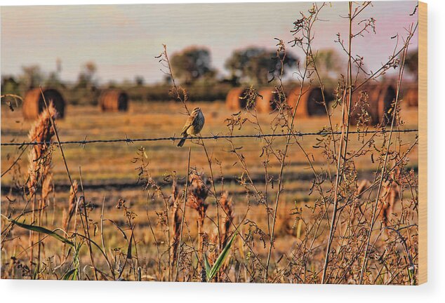 Palm Warbler Wood Print featuring the photograph Palm Warbler On A Barbed Wire Fence by HH Photography of Florida