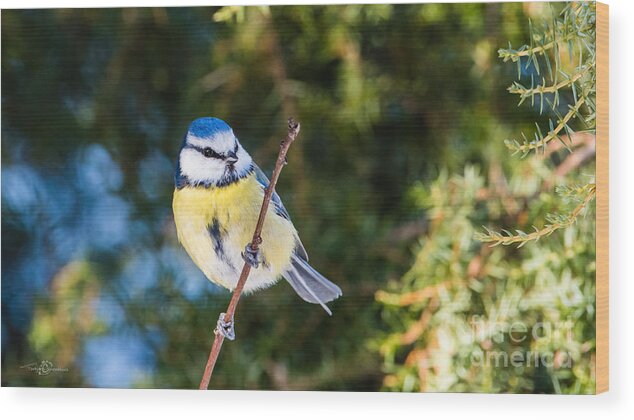Perching On A Twig Wood Print featuring the photograph Perching on a Twig by Torbjorn Swenelius