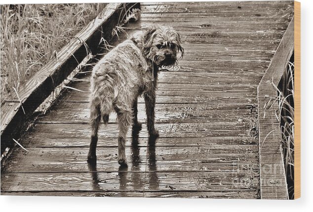 Dog Wood Print featuring the photograph Pet Portrait - Puck by Laura Wong-Rose