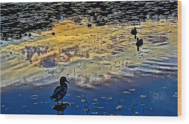 'ducks Wood Print featuring the photograph Pondscape by Jeffrey Friedkin