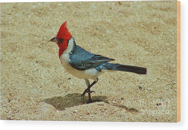 Red-crested Cardinal Wood Print featuring the photograph Prancing Brazil Cardinal by Craig Wood