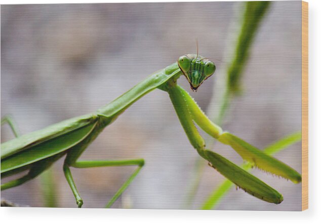 Praying Wood Print featuring the photograph Praying Mantis Looking by Jonny D