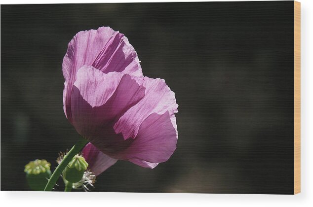 Purple Wood Print featuring the photograph Purple Blessing by Evelyn Tambour