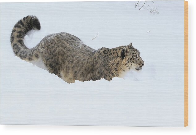 Snow Leopard Wood Print featuring the photograph Rare Cat by Steve McKinzie