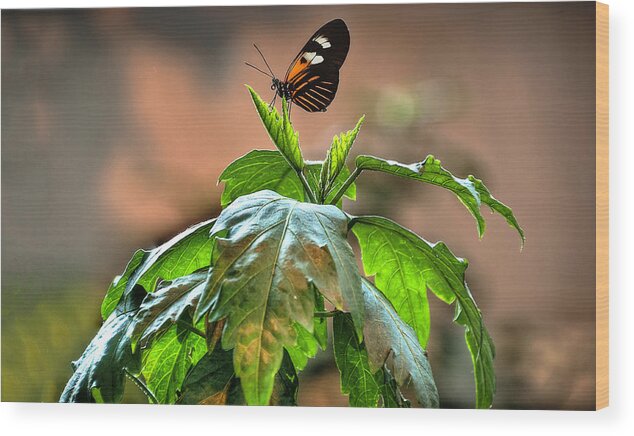 Butterfly Wood Print featuring the photograph Ready... Set... Fly by Deborah Klubertanz