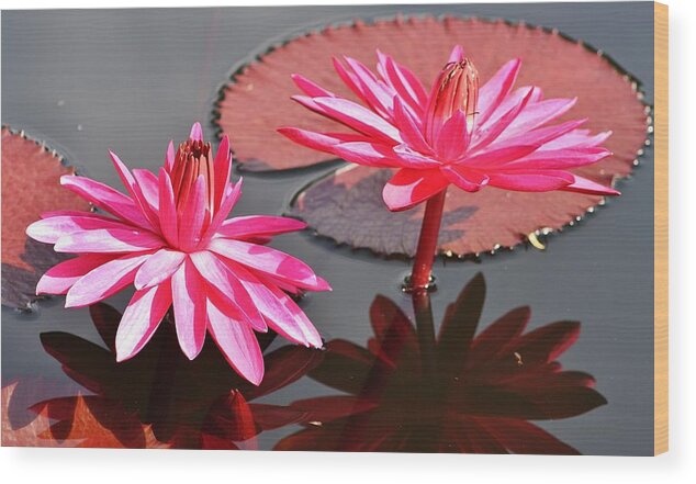 Nature Wood Print featuring the photograph Red Flare Water Lily by Bruce Bley