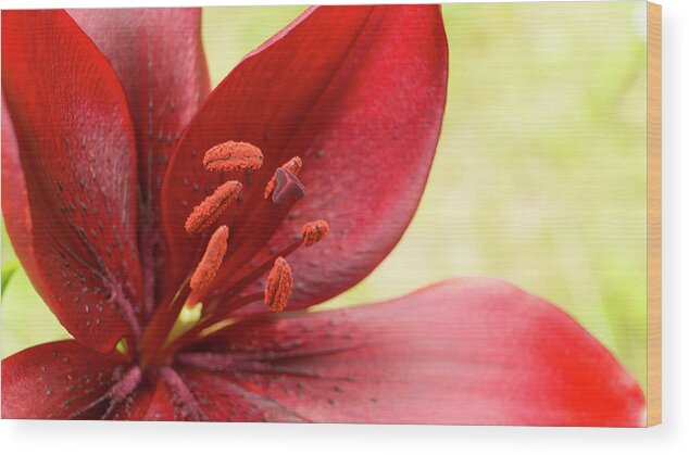 Red Lily Wood Print featuring the photograph Red lily for wealth and prosperity. by Elena Perelman