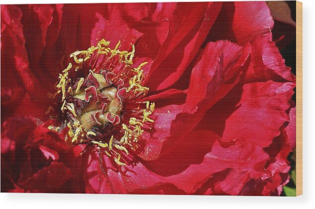  Wood Print featuring the photograph Red Peony in the Spring. by Bruce Bley