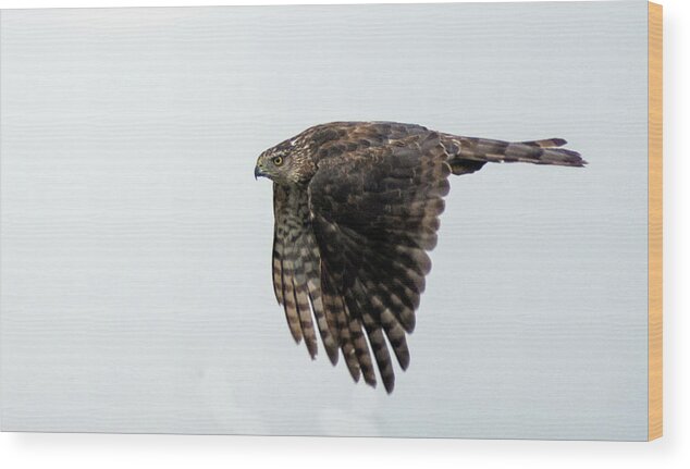 Raptor Wood Print featuring the photograph Red Tailed Hawk in Flight 1 by Rick Mosher