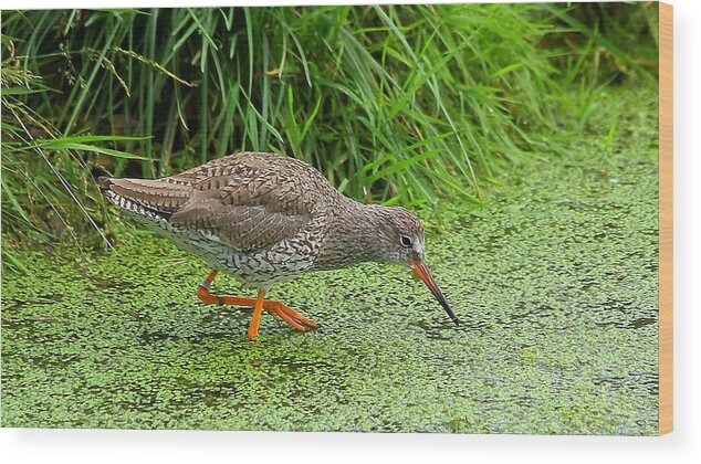 Birds Wood Print featuring the photograph Redshank by Jeff Townsend