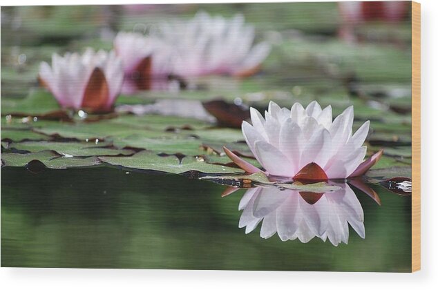 Pink Wood Print featuring the photograph Reflection by Amee Cave