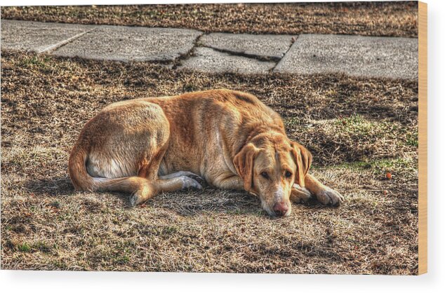 Dog Wood Print featuring the photograph Restful Friend by J Laughlin