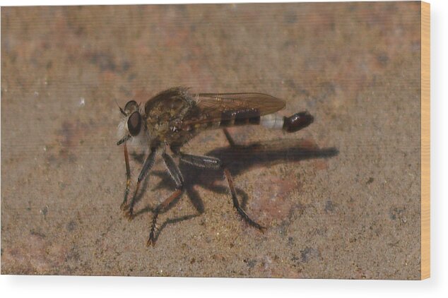 Fly Wood Print featuring the photograph Robber fly by James Smullins
