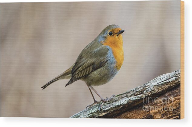 Robin In Spring Wood Print featuring the photograph Robin in spring by Torbjorn Swenelius