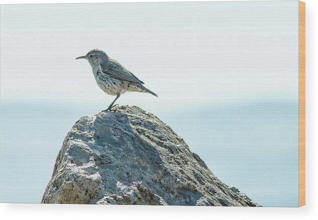 Rock Wren Wood Print featuring the photograph Rock Wren by Rick Mosher