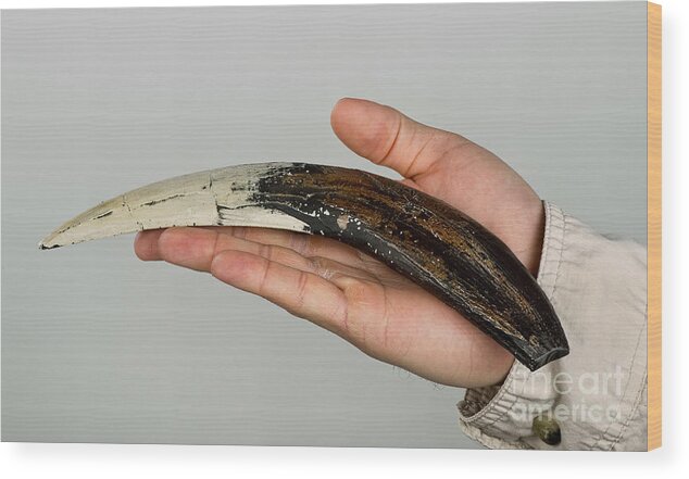 Ancient Wood Print featuring the photograph Sabor-toothed Tiger tooth. by W Scott McGill