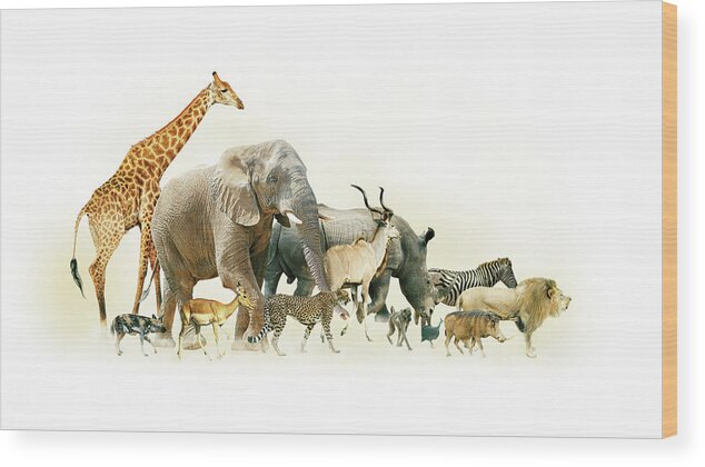 Africa Wood Print featuring the photograph Safari Animals Walking Side Horizontal Banner by Good Focused