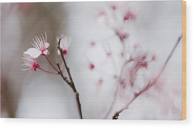 Sakura Wood Print featuring the photograph Sakura #290 by Desmond Manny