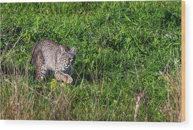Bobcat Wood Print featuring the photograph Scars Stalk by Kevin Dietrich