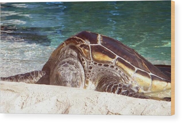 Sea Turtle Wood Print featuring the photograph Sea Turtle Resting by Amanda Eberly