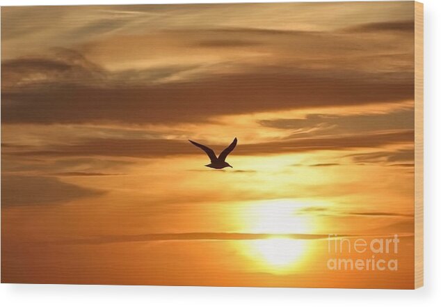 Seagull Wood Print featuring the photograph Seagull Soaring into Sunset by Beth Myer Photography