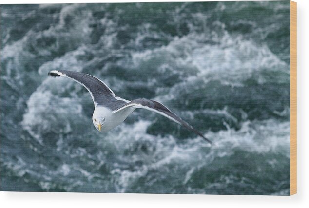 Attitude Wood Print featuring the photograph Seagull with Attitude by Mark Egerton