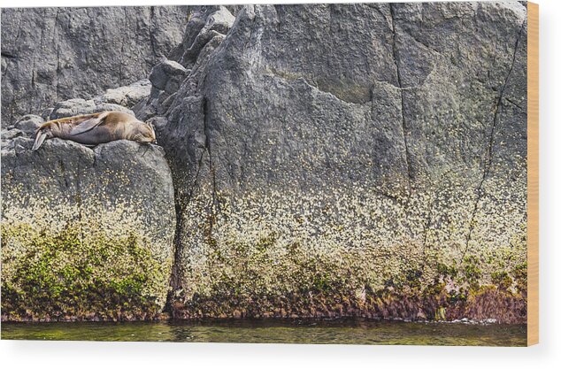 Australia Wood Print featuring the photograph seal - Montague Island - Australia by Steven Ralser