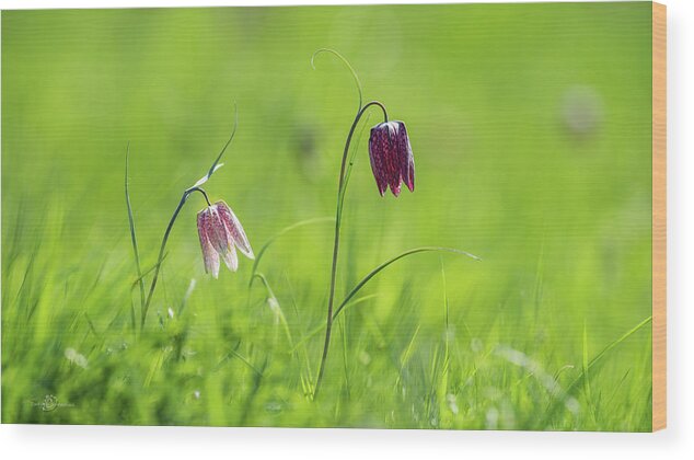 Snake's Head Wood Print featuring the photograph Snake's head pink and purple bells by Torbjorn Swenelius