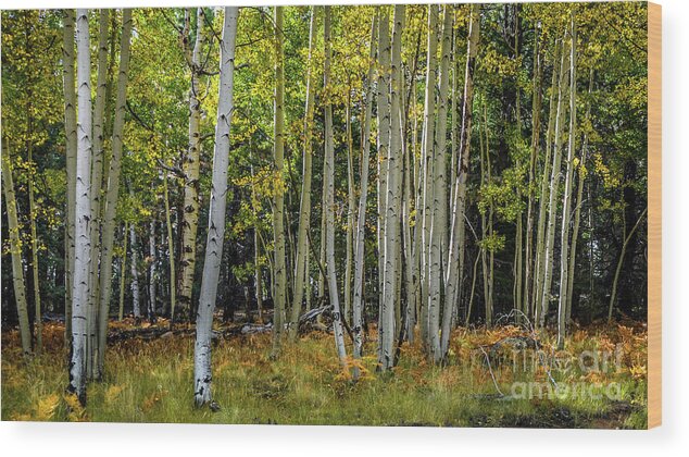 Trees Wood Print featuring the photograph Snowbowl Aspens by David Meznarich