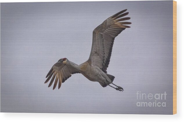 Bird Wood Print featuring the photograph Soaring Sandhill Crane by Janice Pariza