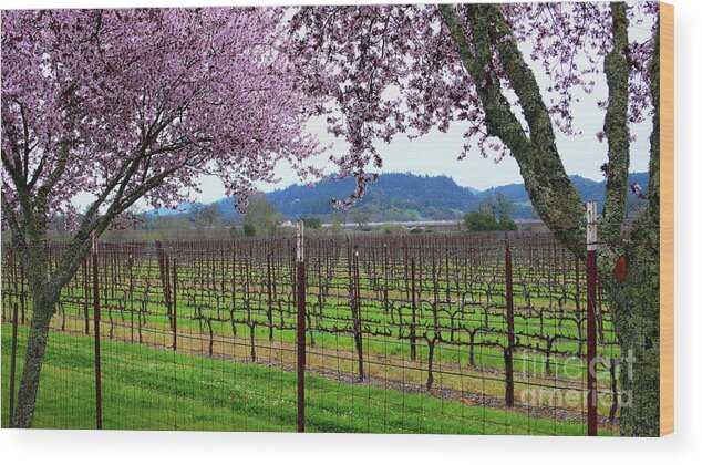 Calistoga Wood Print featuring the photograph Spring Blossoms Near Calistoga by Charlene Mitchell