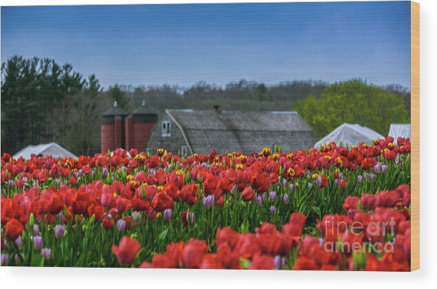 Flowers Wood Print featuring the photograph Spring in Rhode Island by New England Photography