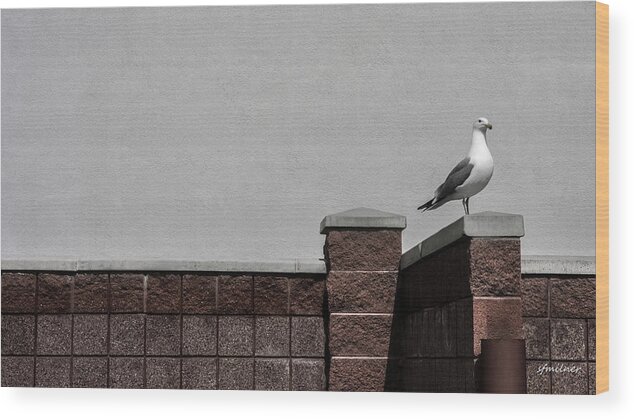 Seagulls Wood Print featuring the photograph Standing Alone by Steven Milner