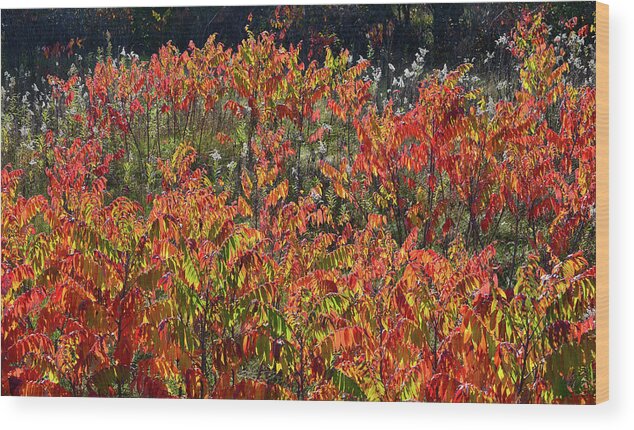 Wisconsin Wood Print featuring the photograph Sumac Fall Color along Wisconsin I-39 by Ray Mathis