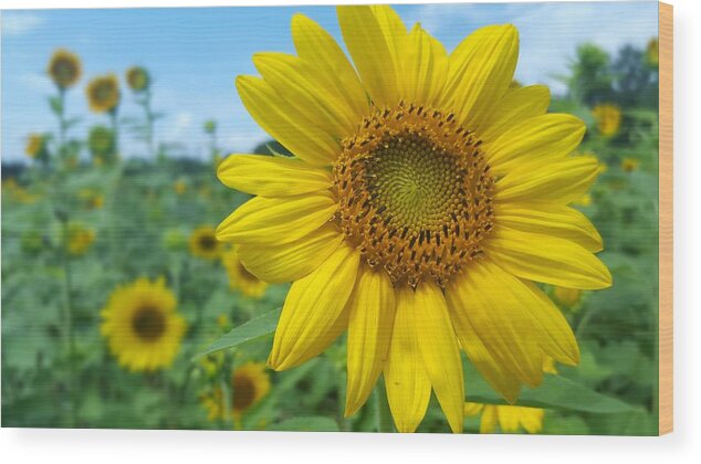 Sunflower Wood Print featuring the photograph Sunflower 4 by Stacy Abbott