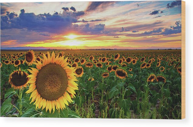 Colorado Wood Print featuring the photograph Sunflowers Of Golden Hour by John De Bord