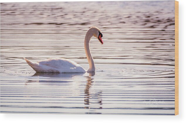 Swan Wood Print featuring the photograph Sunset Swan by Steph Gabler