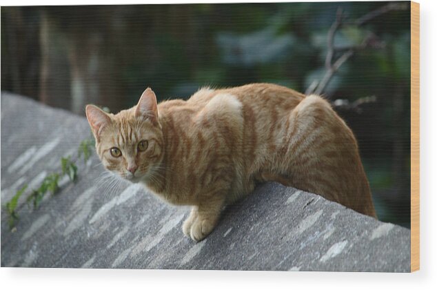 Cat Wood Print featuring the photograph Surprised To See You by Adrian Wale