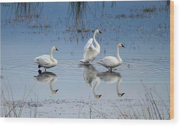 Swan Wood Print featuring the photograph Swan Lake by Whispering Peaks Photography